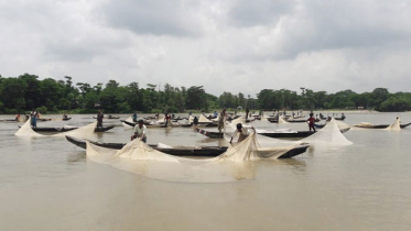 হালদায় মাছের ডিম সংগ্রহের উৎসব শুরু