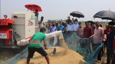 কাউয়াদিঘি হাওরে কম্বাইন হারবেস্টার মেশিনে বরো শষ্য কর্তন