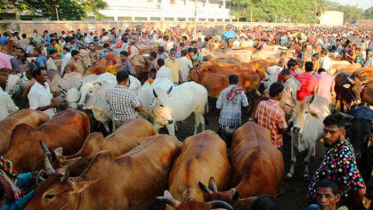 আফতাবনগরে পশুর হাট বসানোর কার্যক্রম স্থগিত