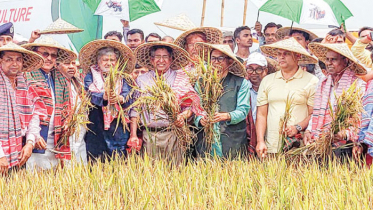 হাওরে বোরো ধান কাটলেন তিন মন্ত্রী