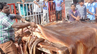 কোরবানির পশুর চামড়ার দাম বাড়ল