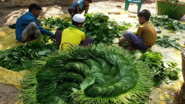 বিদেশে যাচ্ছে কুষ্টিয়ার পান