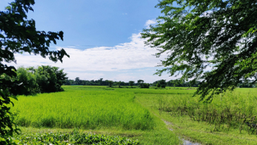 তাপমাত্রা প্রায় অপরিবর্তিত থাকতে পারে