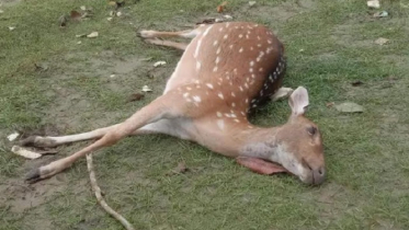 ইয়াসে মারা গেল চার হরিণ, পুকুরে ঢুকলো নোনা পানি 