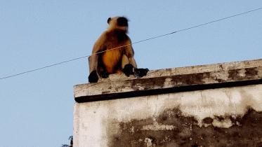 আত্রাইয়ের লোকালয়ে মুখপোড়া হনুমান: উৎসুক জনতার ভীড়