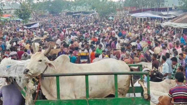 শেষ সময়ে পশুর দাম বেড়ে দ্বিগুণ