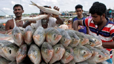 মধ্যরাত থেকে ইলিশ ধরা নিষেধ