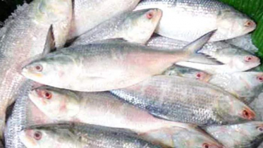 দুর্গাপূজা উপলক্ষে ভারতে গেল আড়াই টন ইলিশ