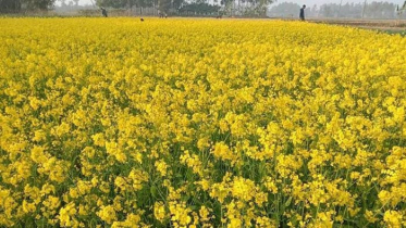 দিনাজপুরের বিস্তীর্ণ ফসলের মাঠে হলুদের ঢেউ