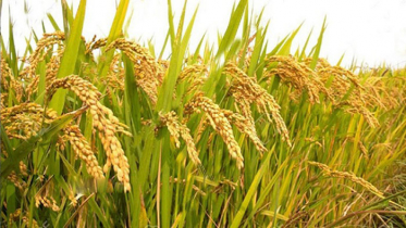 ব্রি হাইব্রিড-৭ আউশ ধানে রেকর্ড ফলন, বিঘায় ২৩ মণ