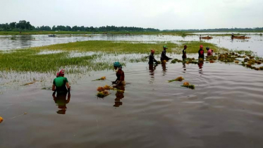 ‘যমুনার পানিতে ডুইব্যা ব্যাবাক ধান শ্যাষ’