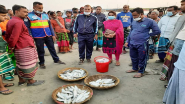 দোহারে ৩০ কেজি জাটকা জব্দ