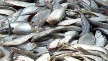 কাল থেকে শুরু হচ্ছে জাটকা সংরক্ষণ সপ্তাহ