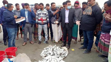 দোহারে আড়াই মণ জাটকা জব্দ, ৪ জনকে জরিমানা