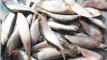 আজ থেকে শুরু জাটকা সংরক্ষণ সপ্তাহ