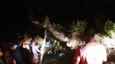 কাভার্ডভ্যানের ধাক্কায় গাছের ডাল ভেঙে বাসের ২ যাত্রী নিহত