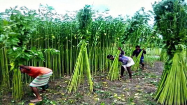 পাট শিল্পে সম্ভাবনার বাস্তব রূপায়ন শীর্ষক ওয়েবিনার অনুষ্ঠিত