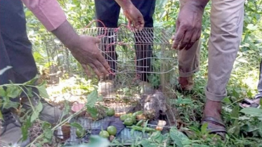 নানিয়ারচরে উড়ন্ত কাঠ বিড়াল উদ্ধার