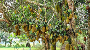 ব্রাহ্মণবাড়িয়ায় কাঁঠালের বাম্পার ফলন, ২২ কোটি টাকা বিক্রির আশা