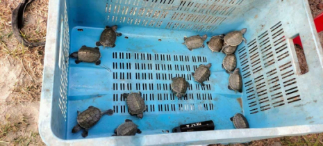 সুন্দরবনে `বাটাগুর বাস্কা`র ডিম থেকে ফুটেছে ৩৭ বাচ্চা