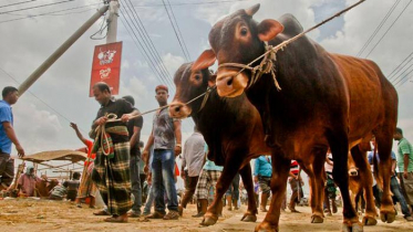 কোরবানি কেনো?