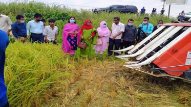 কসবায় কম্বাইন হারভেস্টার মেশিন দিয়ে ধান কাটা উদ্বোধন