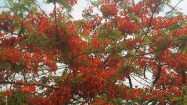 কৃষ্ণচূড়ার রক্তিম স্পর্শের ছোঁয়া মেহেরপুরের পথ-প্রান্তরে