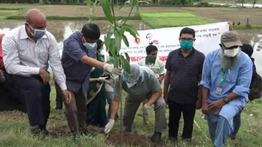কুমিল্লায় বৃক্ষরোপন কর্মসূচির উদ্বোধন