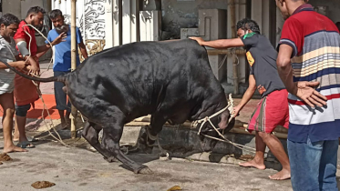 দ্বিতীয় দিনও চলছে পশু কোরবানি