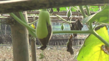 তীব্র শীতে কুড়িগ্রামে ফসলের ব্যাপক ক্ষতি