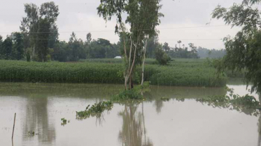 কুড়িগ্রামে ব্রহ্মপুত্র-তিস্তায় পানি বৃদ্ধি,বন্যার আশঙ্কা