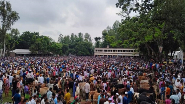 করোনার মধ্যেই জমে উঠেছে গরুর হাট, ইচ্ছেমতো খাজনা আদায়