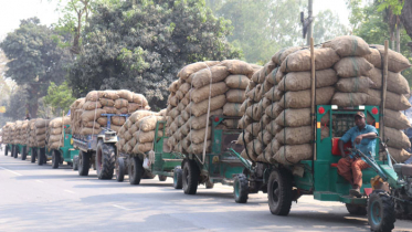 কুড়িগ্রামে আলু নিয়ে বিপাকে কৃষক