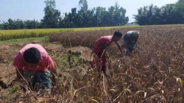 লক্ষ্মীপুরে বেগুনি রঙের ধান চাষ, বাম্পার ফলন