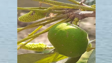 ঠাকুরগাঁওয়ের লিচুগাছে আম: তদন্ত কমিটি গঠন 