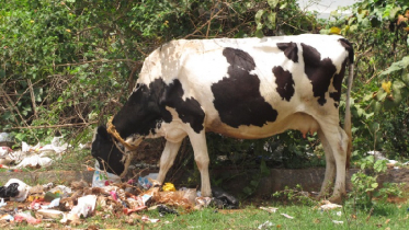 খাবার ভেবে আতসবাজি চিবিয়ে ফেলল গরু! তারপর...