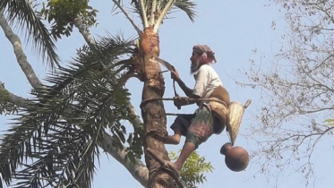 শীতের হাতছানি, খেজুর রস আহরণে ব্যস্ত গাছিরা