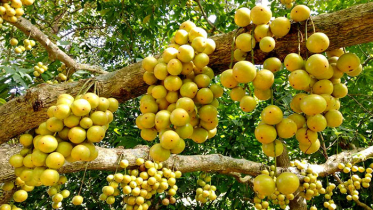 জিআই স্বীকৃতি পেল নরসিংদীর জনপ্রিয় ফল লটকন