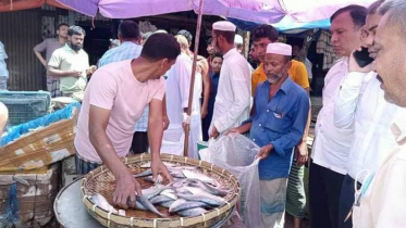 লক্ষ্মীপুরে সাড়ে ৩ মন ইলিশ জব্দ, মাছ ব্যবসায়ীর অর্থদণ্ড