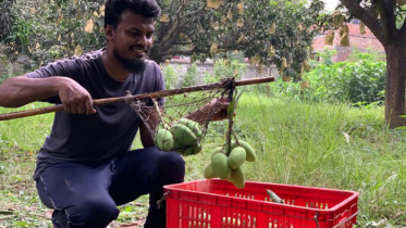 রাজশাহীতে গাছ থেকে আম সংগ্রহ শুরু