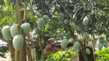 আমের ঘ্রাণে সাপাহারের বাগানে