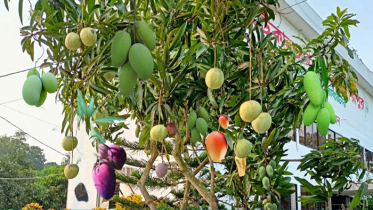 এক গাছে আট জাতের আম, পাওয়া যাবে বারোমাস (ভিডিও)
