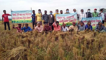 মিরসরাইয়ে তিন ফসলি জমি রক্ষায় কৃষকদের মানববন্ধন