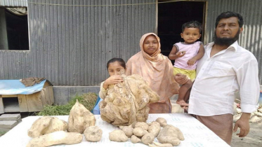 মাটি খুঁড়ে মিলল ২০ কেজি ওজনের মিষ্টি আলু!