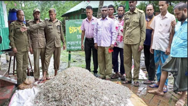 সুন্দরবনে বিপুল পরিমাণ চিংড়ি জব্দ