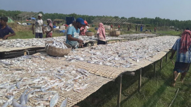 শুটকি মওসুম শুরু, দুবলার চরে ব্যস্ত জেলেরা