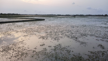 মোংলায় আ’লীগ নেতার ৩শ’ বিঘার চিংড়ি ঘের লুটের অভিযোগ