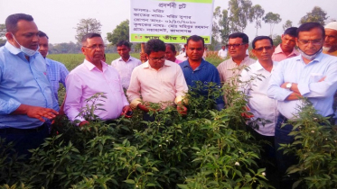 সুনামগঞ্জে নারী কৃষকদের নিয়ে লালতীরের মাঠ দিবস