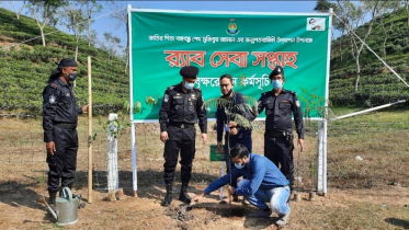 মুজিব জন্মশতবার্ষিকীতে মৌলভীবাজারে র‌্যাবের বৃক্ষ রোপন