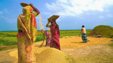 নবান্ন উৎসবে মেতেছে বাঙালি